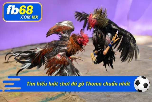 Luật cơ bản cần nắm khi đá gà tại Thomo